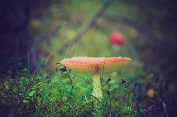 A                low-angle close-up of a red toadstool on the forest                floor