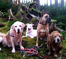 Das Hundeteam